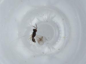  ( - BIOUG58978-H08)  @11 [ ] CreativeCommons - Attribution (2020) Centre for Biodiversity Genomics Centre for Biodiversity Genomics