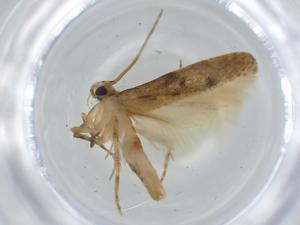  ( - BIOUG58985-G12)  @11 [ ] CreativeCommons - Attribution (2020) Centre for Biodiversity Genomics Centre for Biodiversity Genomics