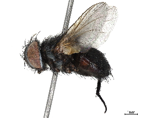 ( - BIOUG58040-H02)  @11 [ ] CreativeCommons - Attribution (2020) CBG Photography Group Centre for Biodiversity Genomics