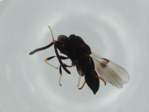  ( - BIOUG60529-E09)  @11 [ ] CreativeCommons - Attribution (2020) Centre for Biodiversity Genomics Centre for Biodiversity Genomics