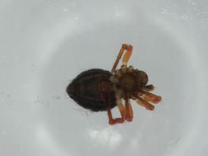  ( - BIOUG60388-H05)  @11 [ ] CreativeCommons - Attribution (2020) Centre for Biodiversity Genomics Centre for Biodiversity Genomics