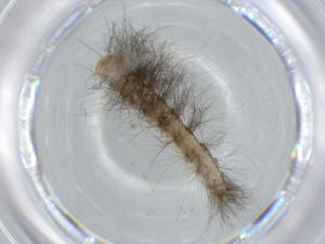  ( - BIOUG61006-D08)  @11 [ ] CreativeCommons - Attribution (2020) Centre for Biodiversity Genomics Centre for Biodiversity Genomics