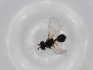  ( - BIOUG61027-C06)  @11 [ ] CreativeCommons - Attribution (2020) Centre for Biodiversity Genomics Centre for Biodiversity Genomics