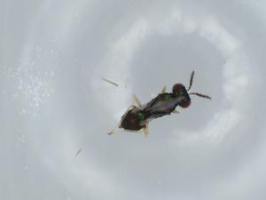  ( - BIOUG60213-D11)  @11 [ ] CreativeCommons - Attribution (2020) Centre for Biodiversity Genomics Centre for Biodiversity Genomics