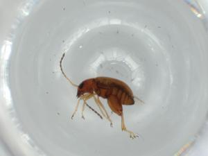  ( - BIOUG60253-E05)  @11 [ ] CreativeCommons - Attribution (2020) Centre for Biodiversity Genomics Centre for Biodiversity Genomics