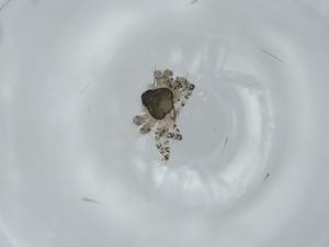  ( - BIOUG60270-H06)  @11 [ ] CreativeCommons - Attribution (2020) Centre for Biodiversity Genomics Centre for Biodiversity Genomics