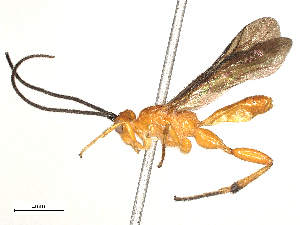 (Cremnops Malaise 8227 - BIOUG58227-E07)  @11 [ ] CreativeCommons - Attribution Share-Alike (2024) CBG Photography Group Centre for Biodiversity Genomics