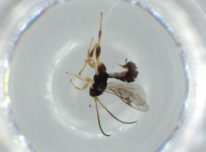  ( - BIOUG60973-B02)  @11 [ ] CreativeCommons - Attribution (2020) Centre for Biodiversity Genomics Centre for Biodiversity Genomics