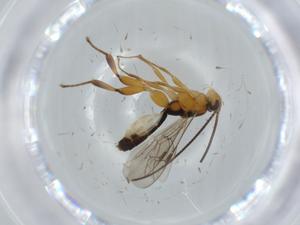  ( - BIOUG61225-C10)  @11 [ ] CreativeCommons - Attribution (2020) Centre for Biodiversity Genomics Centre for Biodiversity Genomics