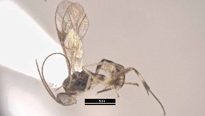  ( - BIOUG59265-D01)  @14 [ ] Copyright (2021) Unspecified University of Kentucky, Hymenoptera Institute Collection