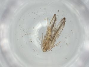  ( - BIOUG62265-C02)  @11 [ ] CreativeCommons - Attribution (2021) Centre for Biodiversity Genomics Centre for Biodiversity Genomics