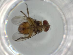  (Ceromya Malaise7767 - BIOUG64125-A02)  @11 [ ] CreativeCommons - Attribution (2021) Centre for Biodiversity Genomics Centre for Biodiversity Genomics