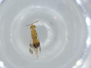  ( - BIOUG63616-C02)  @11 [ ] CreativeCommons - Attribution (2021) Centre for Biodiversity Genomics Centre for Biodiversity Genomics