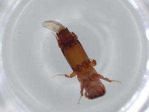  ( - BIOUG63616-H02)  @11 [ ] CreativeCommons - Attribution (2021) Centre for Biodiversity Genomics Centre for Biodiversity Genomics