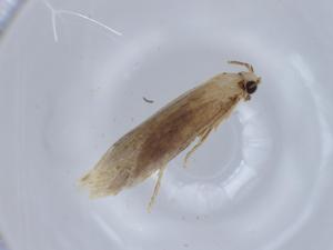  ( - BIOUG63634-G04)  @11 [ ] CreativeCommons - Attribution (2021) Centre for Biodiversity Genomics Centre for Biodiversity Genomics