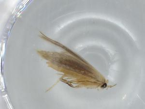  ( - BIOUG63637-C12)  @11 [ ] CreativeCommons - Attribution (2021) Centre for Biodiversity Genomics Centre for Biodiversity Genomics