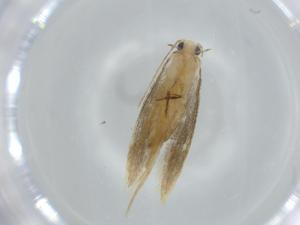  ( - BIOUG63639-F07)  @11 [ ] CreativeCommons - Attribution (2021) Centre for Biodiversity Genomics Centre for Biodiversity Genomics