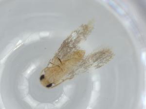  ( - BIOUG63645-D04)  @11 [ ] CreativeCommons - Attribution (2021) Centre for Biodiversity Genomics Centre for Biodiversity Genomics