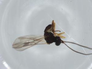  ( - BIOUG63651-B09)  @11 [ ] CreativeCommons - Attribution (2021) Centre for Biodiversity Genomics Centre for Biodiversity Genomics