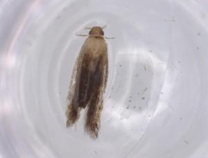  ( - BIOUG64609-F10)  @11 [ ] CreativeCommons - Attribution (2021) Centre for Biodiversity Genomics Centre for Biodiversity Genomics