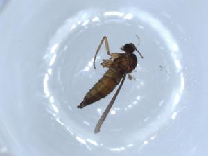  ( - BIOUG51342-D06)  @12 [ ] CreativeCommons - Attribution (2019) Centre for Biodiversity Genomics Centre for Biodiversity Genomics