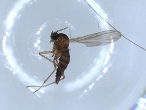  ( - BIOUG51342-D05)  @12 [ ] CreativeCommons - Attribution (2019) Centre for Biodiversity Genomics Centre for Biodiversity Genomics