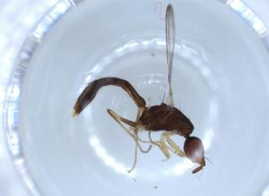  ( - BIOUG51371-D12)  @12 [ ] CreativeCommons - Attribution (2019) Centre for Biodiversity Genomics Centre for Biodiversity Genomics
