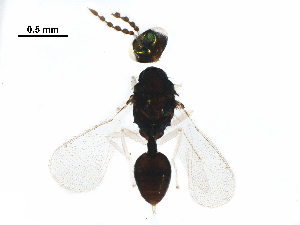  ( - BIOUG51392-A09)  @12 [ ] CreativeCommons - Attribution (2020) CBG Photography Group Centre for Biodiversity Genomics