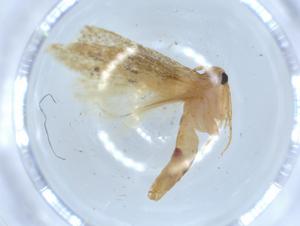  ( - BIOUG51437-F09)  @11 [ ] CreativeCommons - Attribution (2019) Centre for Biodiversity Genomics Centre for Biodiversity Genomics