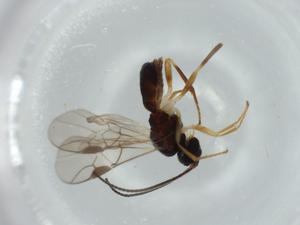  ( - BIOUG56170-G07)  @11 [ ] CreativeCommons - Attribution (2020) Centre for Biodiversity Genomics Centre for Biodiversity Genomics