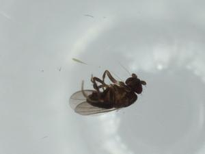  ( - BIOUG60674-H05)  @11 [ ] CreativeCommons - Attribution (2020) Centre for Biodiversity Genomics Centre for Biodiversity Genomics