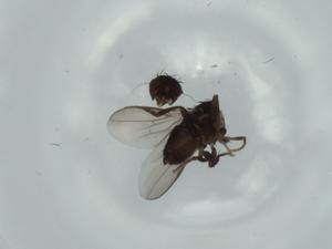  ( - BIOUG60681-D01)  @11 [ ] CreativeCommons - Attribution (2020) Centre for Biodiversity Genomics Centre for Biodiversity Genomics