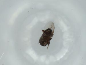  ( - BIOUG60681-G09)  @11 [ ] CreativeCommons - Attribution (2020) Centre for Biodiversity Genomics Centre for Biodiversity Genomics