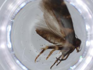  ( - BIOUG57536-G09)  @11 [ ] CreativeCommons - Attribution (2020) Centre for Biodiversity Genomics Centre for Biodiversity Genomics