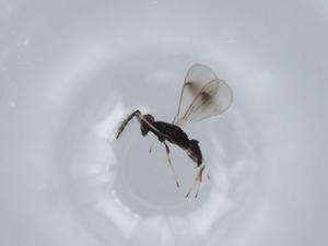  ( - BIOUG57538-D03)  @11 [ ] CreativeCommons - Attribution (2020) Centre for Biodiversity Genomics Centre for Biodiversity Genomics