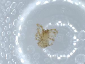  ( - BIOUG56642-E08)  @11 [ ] CreativeCommons - Attribution (2020) Centre for Biodiversity Genomics Centre for Biodiversity Genomics