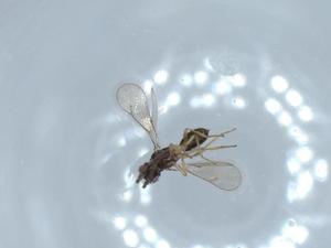  ( - BIOUG51480-D08)  @12 [ ] CreativeCommons - Attribution (2020) Centre for Biodiversity Genomics Centre for Biodiversity Genomics