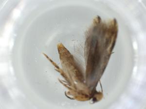  ( - BIOUG59116-D09)  @11 [ ] CreativeCommons - Attribution (2020) Centre for Biodiversity Genomics Centre for Biodiversity Genomics