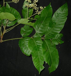  ( - MG_0295_I)  @11 [ ] CreativeCommons - Attribution Non-Commercial Share-Alike (2015) Megawati Herbarium Bogoriense