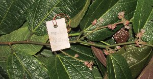  ( - MG_0307_I)  @11 [ ] CreativeCommons - Attribution Non-Commercial Share-Alike (2015) Megawati Herbarium Bogoriense