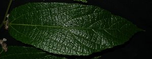  ( - MG_0307_I)  @11 [ ] CreativeCommons - Attribution Non-Commercial Share-Alike (2015) Megawati Herbarium Bogoriense