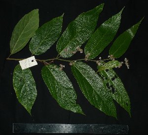  ( - MG_0307_I)  @11 [ ] CreativeCommons - Attribution Non-Commercial Share-Alike (2015) Megawati Herbarium Bogoriense