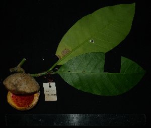  ( - MG_0311_I)  @11 [ ] CreativeCommons - Attribution Non-Commercial Share-Alike (2015) Megawati Herbarium Bogoriense