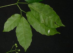  ( - MG_0315_K)  @11 [ ] CreativeCommons - Attribution Non-Commercial Share-Alike (2015) Megawati Herbarium Bogoriense