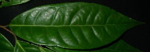  ( - MG_0317_I)  @11 [ ] CreativeCommons - Attribution Non-Commercial Share-Alike (2015) Megawati Herbarium Bogoriense