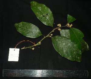  ( - MG_0320_I)  @11 [ ] CreativeCommons - Attribution Non-Commercial Share-Alike (2015) Megawati Herbarium Bogoriense