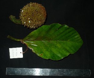  (Artocarpus elasticus - MG_0326_I)  @11 [ ] CreativeCommons - Attribution Non-Commercial Share-Alike (2015) Megawati Herbarium Bogoriense