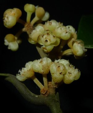  ( - MG_0332_I)  @11 [ ] CreativeCommons - Attribution Non-Commercial Share-Alike (2015) Megawati Herbarium Bogoriense