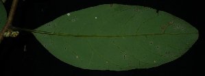  ( - MG_0332_I)  @11 [ ] CreativeCommons - Attribution Non-Commercial Share-Alike (2015) Megawati Herbarium Bogoriense