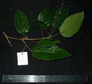  ( - MG_0334_I)  @11 [ ] CreativeCommons - Attribution Non-Commercial Share-Alike (2015) Megawati Herbarium Bogoriense